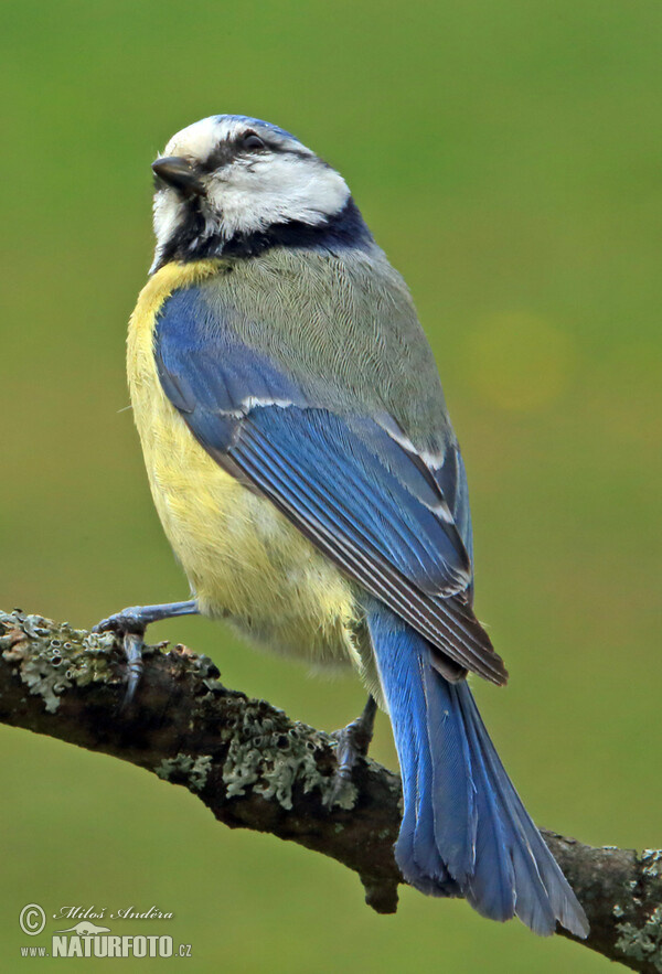 Sýkora modřinka (Cyanistes caeruleus)