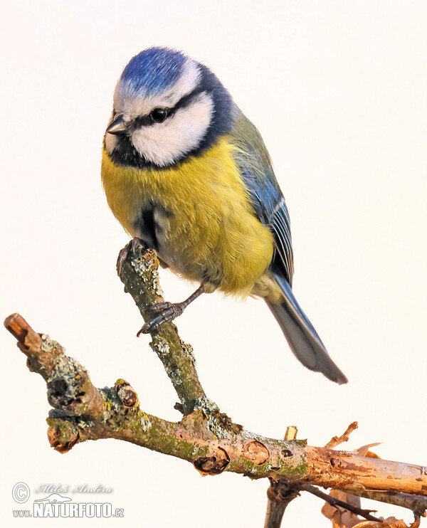 Sýkora modřinka (Cyanistes caeruleus)