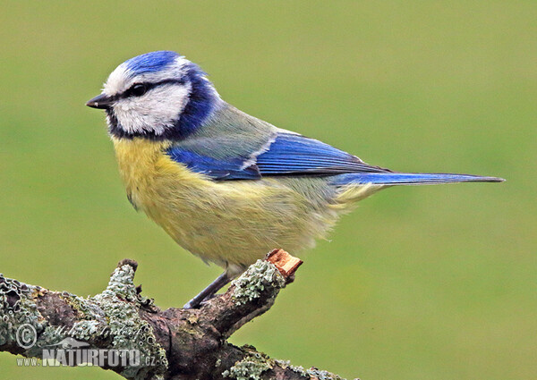 Sýkora modřinka (Cyanistes caeruleus)