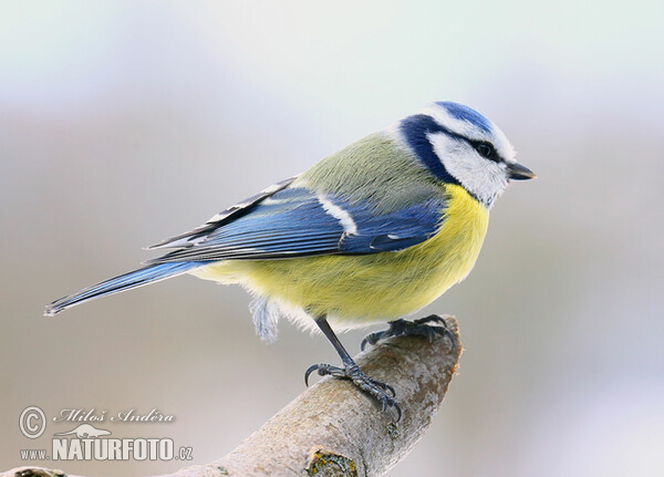 Sýkorka belasá (Cyanistes caeruleus)