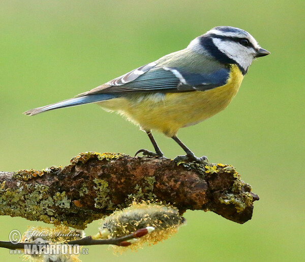 Sýkorka belasá (Cyanistes caeruleus)