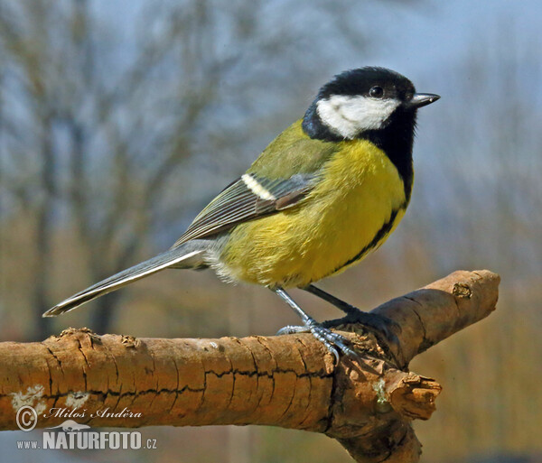Sýkorka veľká (Parus major)