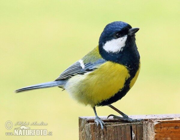 Sýkorka veľká (Parus major)