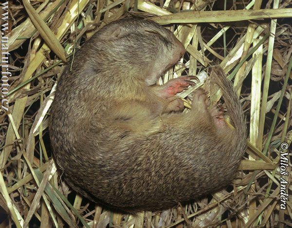 Syseľ pasienkový (Spermophilus citellus)