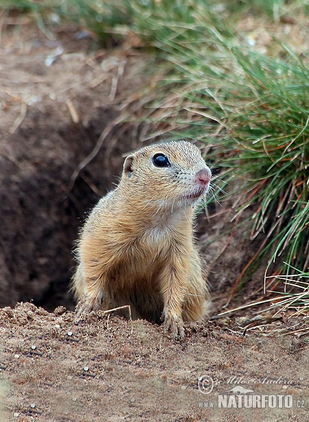 Syseľ pasienkový (Spermophilus citellus)