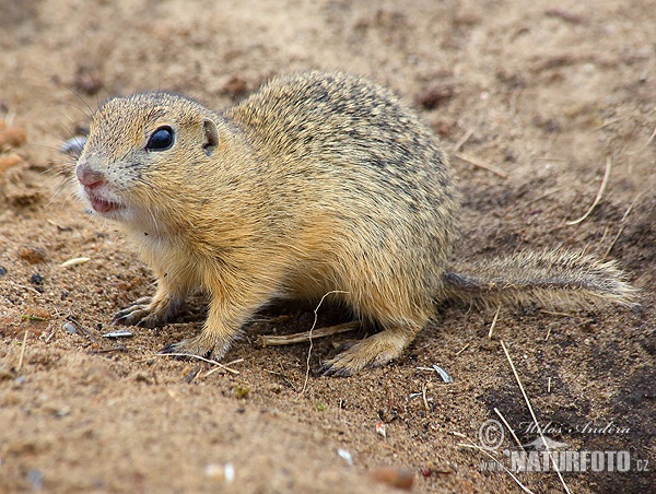 Syseľ pasienkový (Spermophilus citellus)