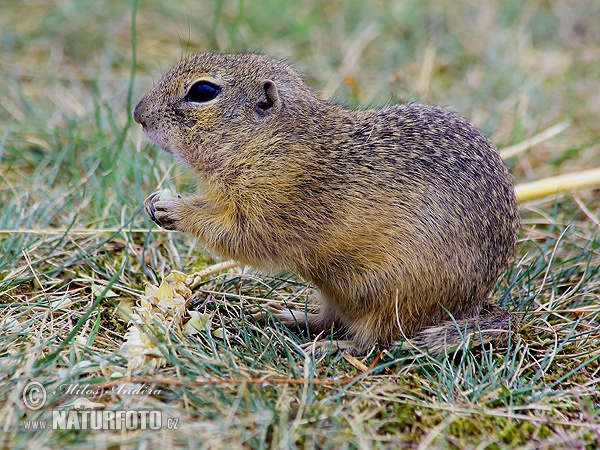 Syseľ pasienkový (Spermophilus citellus)