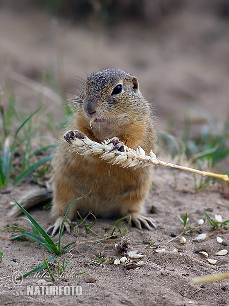 Syseľ pasienkový (Spermophilus citellus)