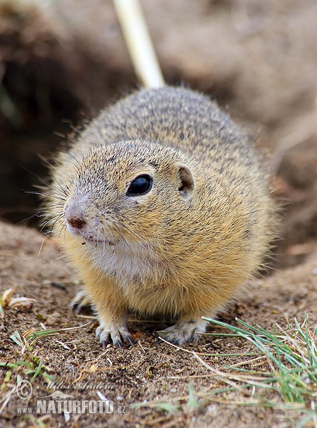 Syseľ pasienkový (Spermophilus citellus)