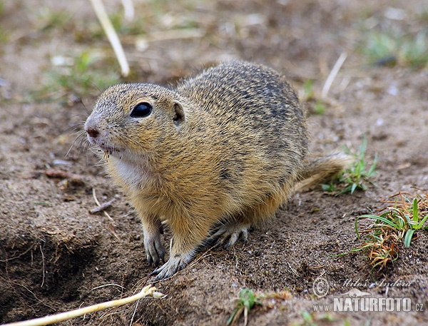 Syseľ pasienkový (Spermophilus citellus)