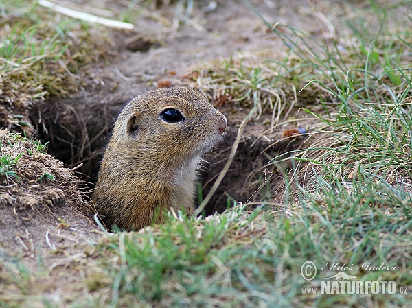 Syseľ pasienkový (Spermophilus citellus)