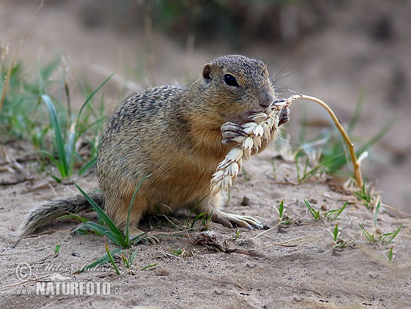 Syseľ pasienkový (Spermophilus citellus)