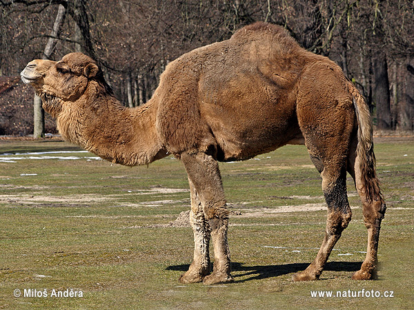 Ťava jednohrbá (Camelus dromedarius)