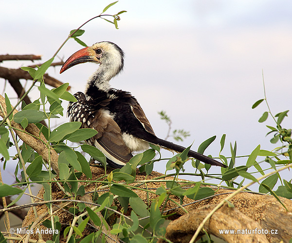 Toko červenozobý (Tockus erythrorhynchus)