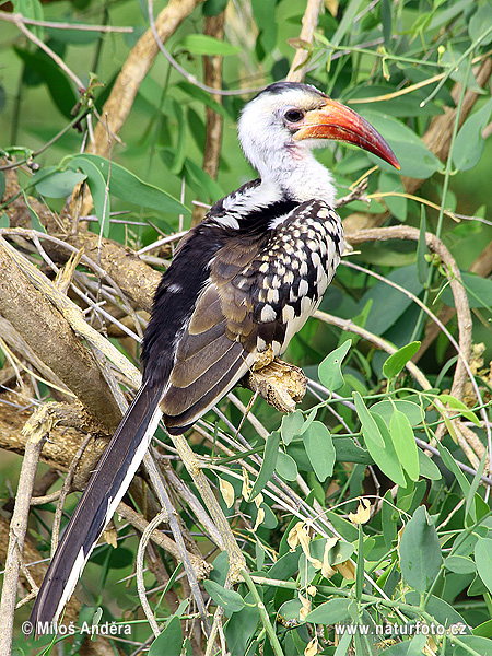 Toko červenozobý (Tockus erythrorhynchus)