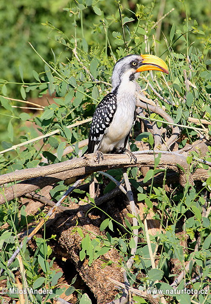 Toko žltozobý (Tockus flavirostris)