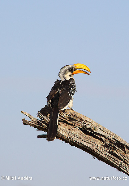 Toko žltozobý (Tockus flavirostris)