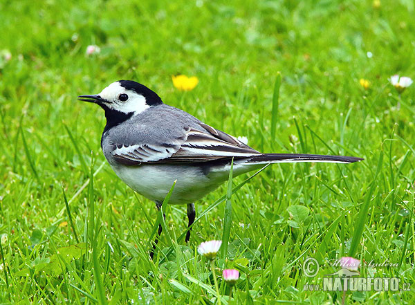 Trasochvost biely (Motacilla alba)