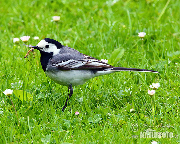 Trasochvost biely (Motacilla alba)