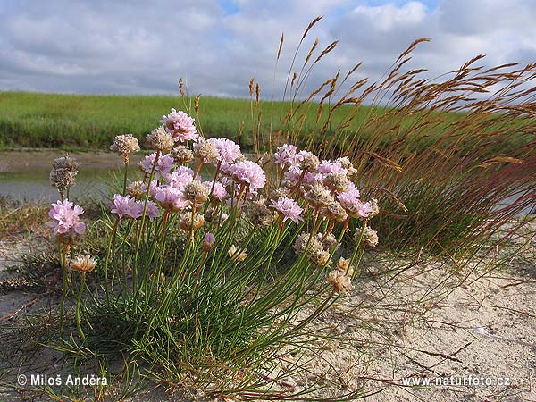 Trávnička prímorská (Armeria maritima)