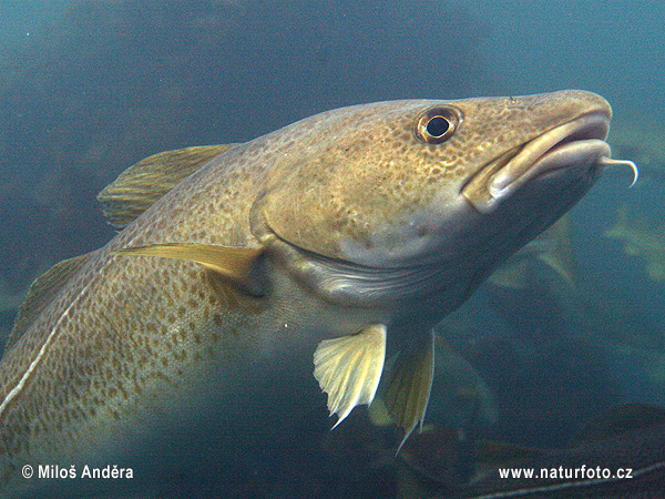 Treska obyčajná (Gadus morhua)