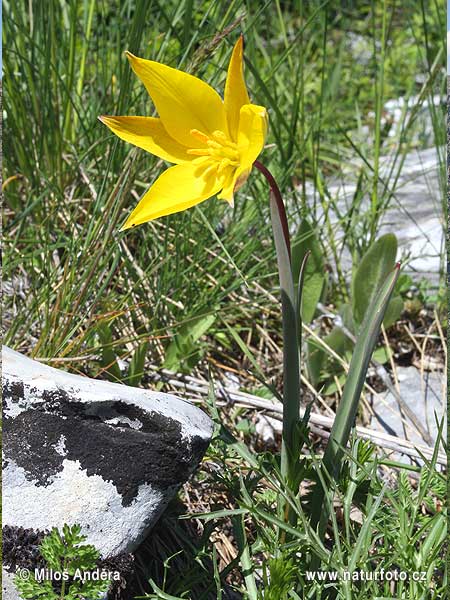 tulipán planý (Tulipa sylvestris)