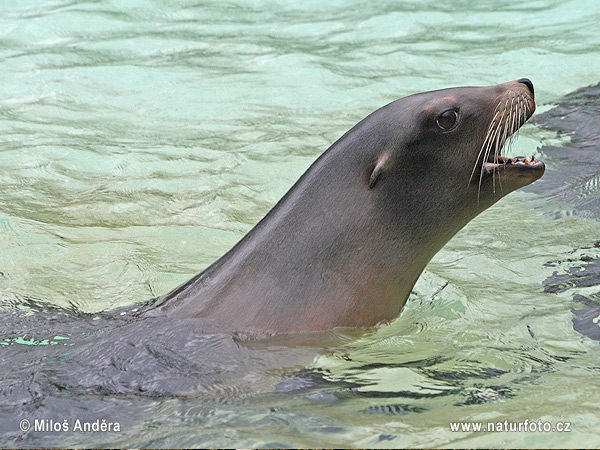 Uškatec kalifornský (Zalophus californianus)