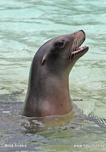 Uškatec kalifornský (Zalophus californianus)