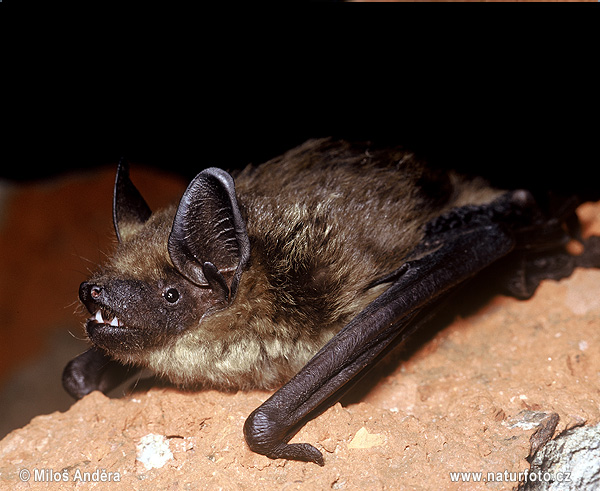 večernica pozdná (Eptesicus serotinus)