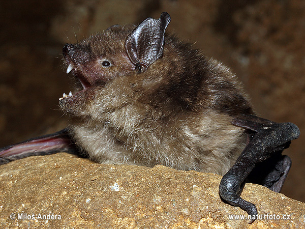 večernica pozdná (Eptesicus serotinus)