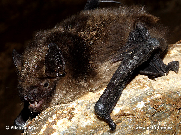 večernica pozdná (Eptesicus serotinus)