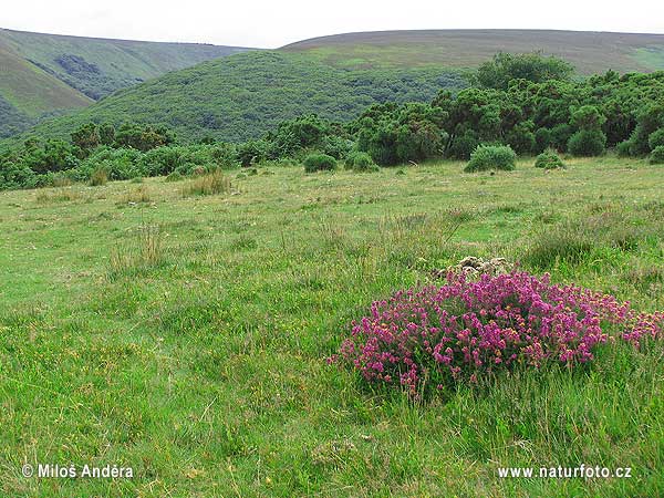 Velká Británie (UK)