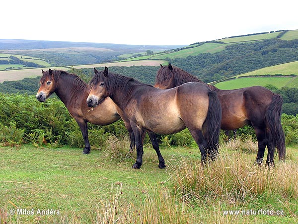 Velká Británie (UK)