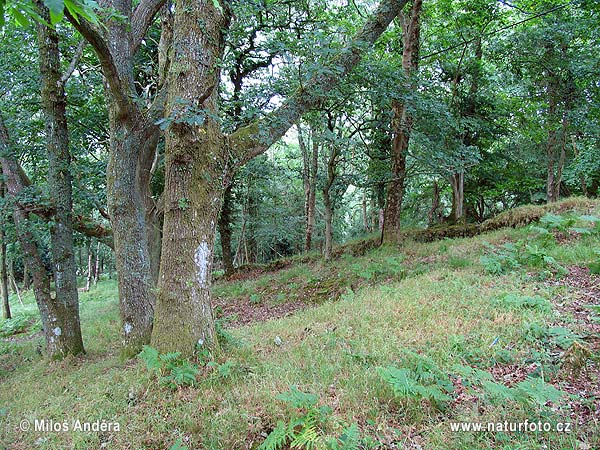 Velká Británie (UK)