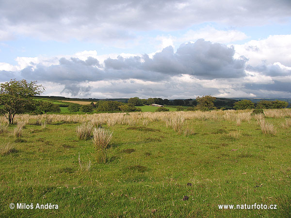 Velká Británie (UK)