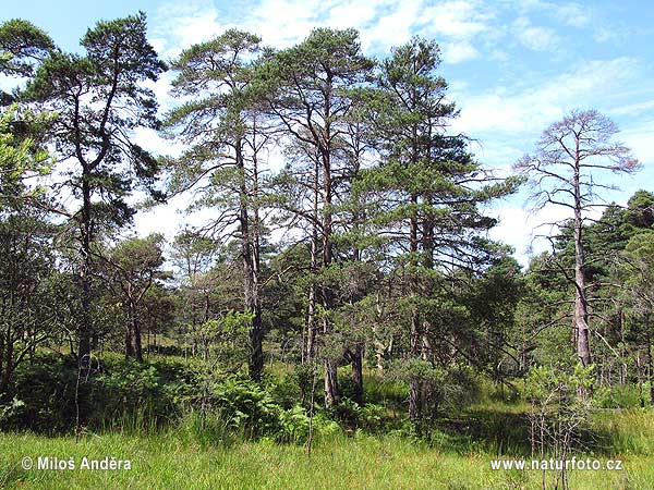 Velká Británie (UK)