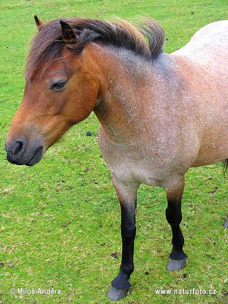 Velká Británie (UK)