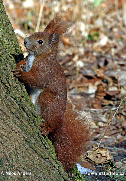 Veverica stromová (Sciurus vulgaris)