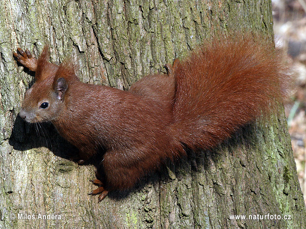 Veverica stromová (Sciurus vulgaris)