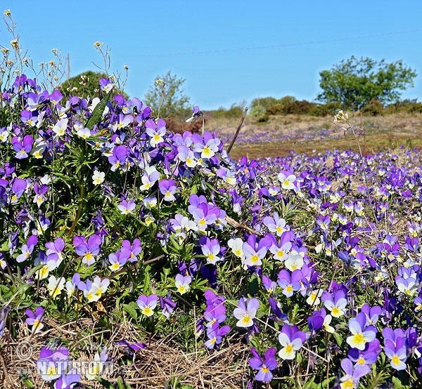 Violka trojbarevná (Viola tricolor)
