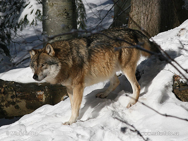 Vlk dravý (Canis lupus)