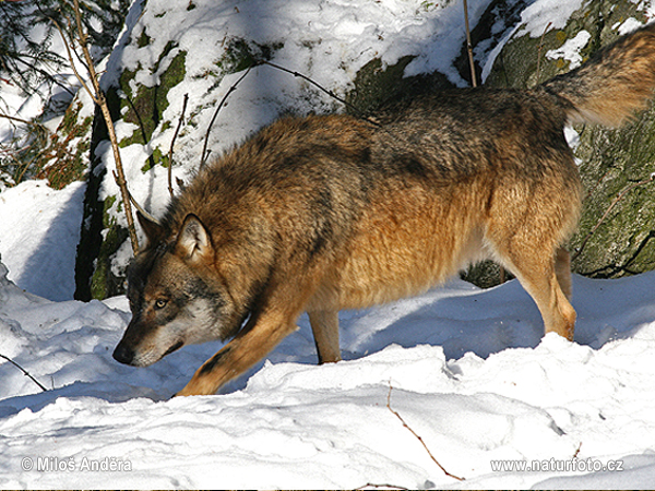 Vlk dravý (Canis lupus)