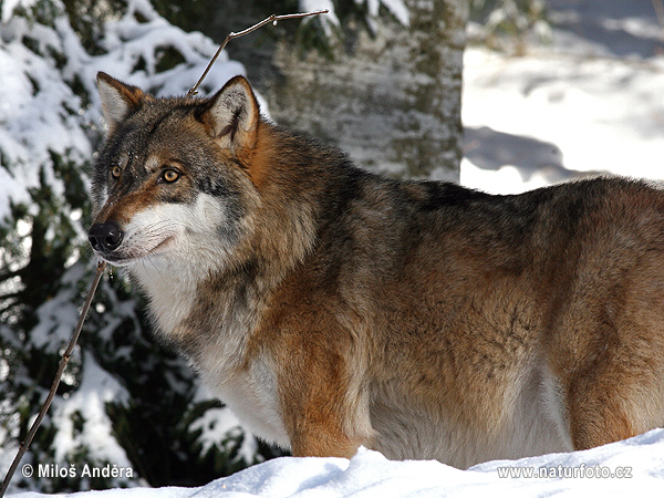 Vlk dravý (Canis lupus)