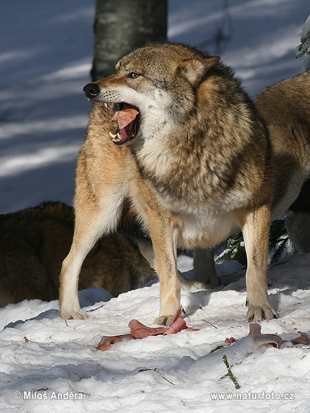 Vlk dravý (Canis lupus)