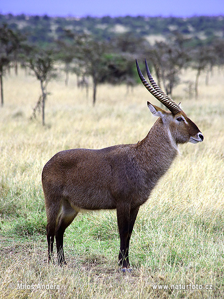 Vodárka jeleňovitá (Kobus ellipsiprymnus)