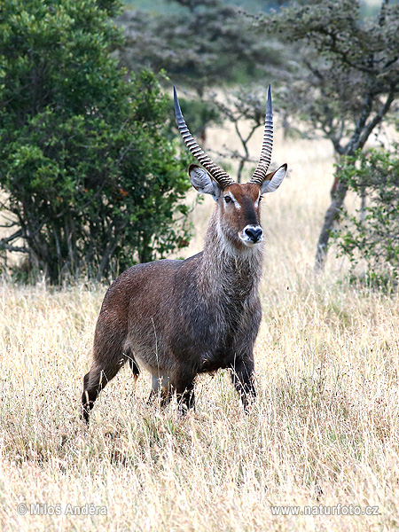 Vodárka jeleňovitá (Kobus ellipsiprymnus)