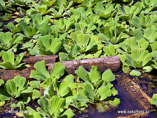 Vodný šalát (Pistia stratiotes)