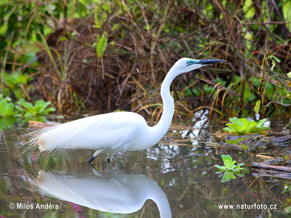 Volavka biela (Casmerodius albus)