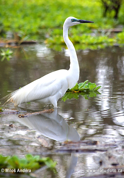 Volavka biela (Casmerodius albus)