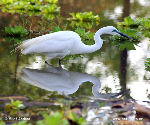 Volavka biela (Casmerodius albus)